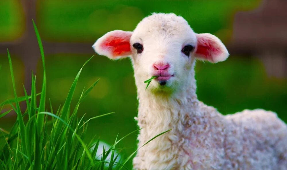 چگونه گوسفندان را چاق کنیم