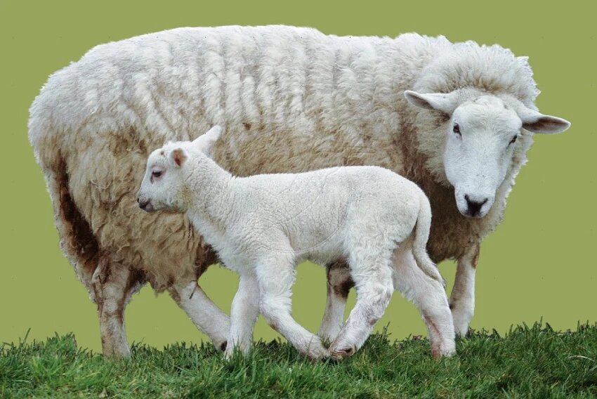 چگونه گوسفند را چاق کنیم