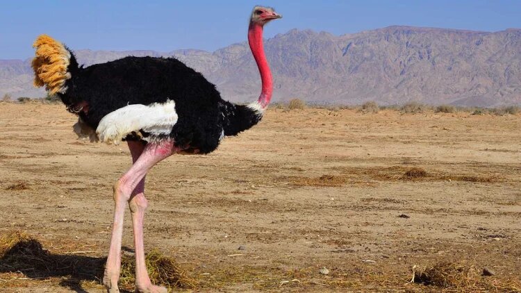 مهمترین محصولات شتر مرغ