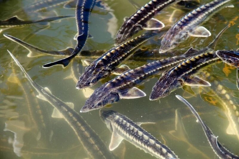 پرورش ماهی خاویاری