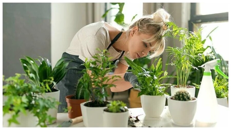 پرورش گل و گیاه زینتی در خانه