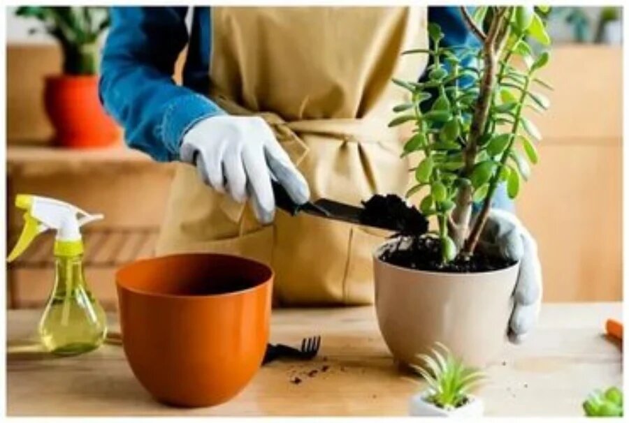 پرورش گل و گیاه در خانه