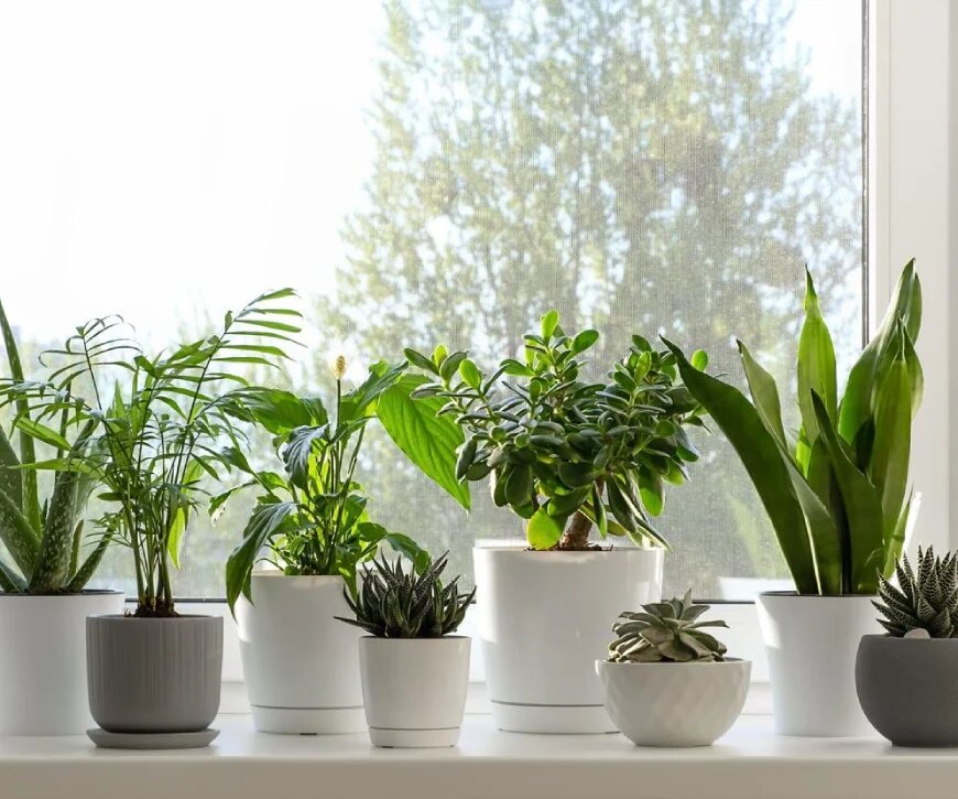 پرسود ترین گل ها