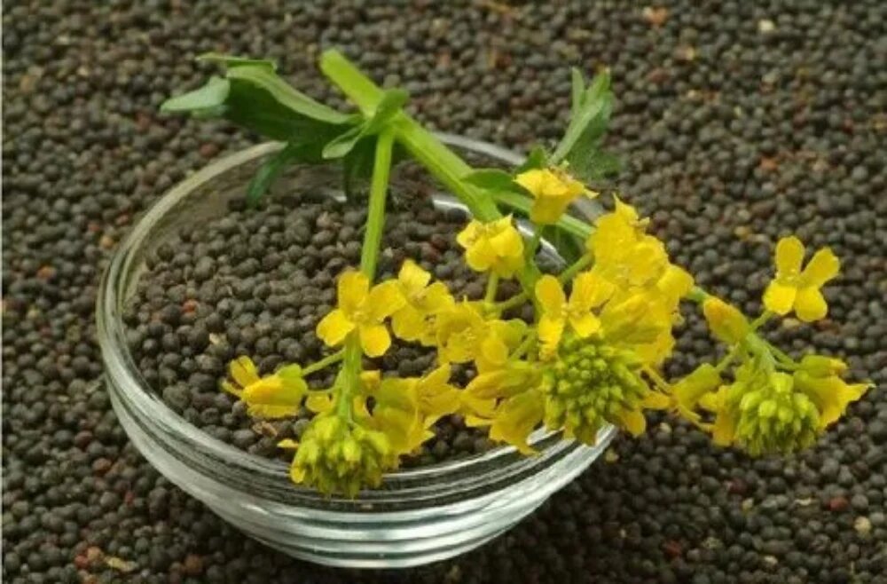 کنجاله کلزا در تغذیه مرغ