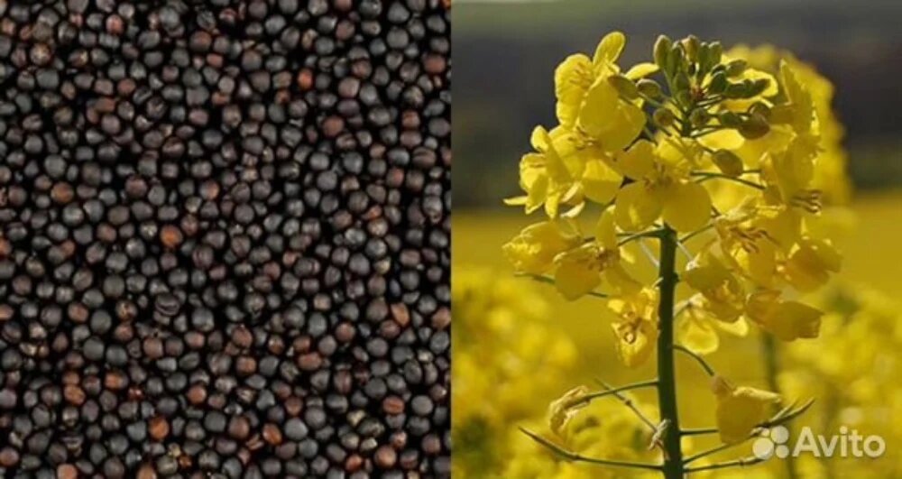 کنجاله کلزا