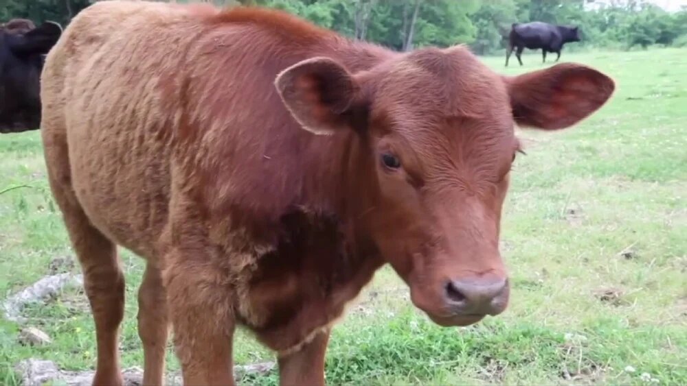 تغذیه گلو تلیسه