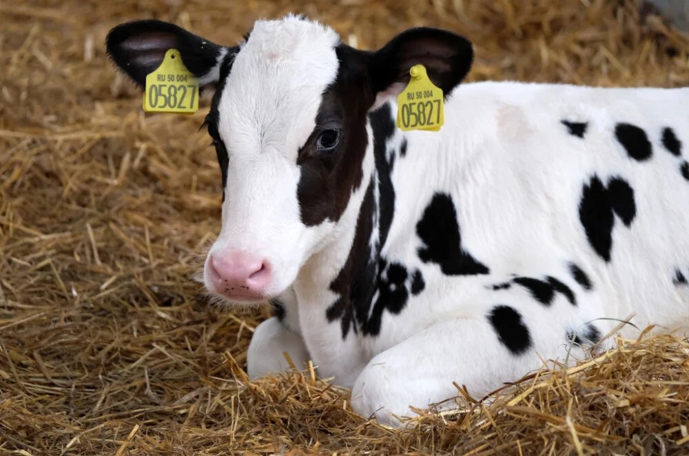 راه های پیشگیری از بیماری دام