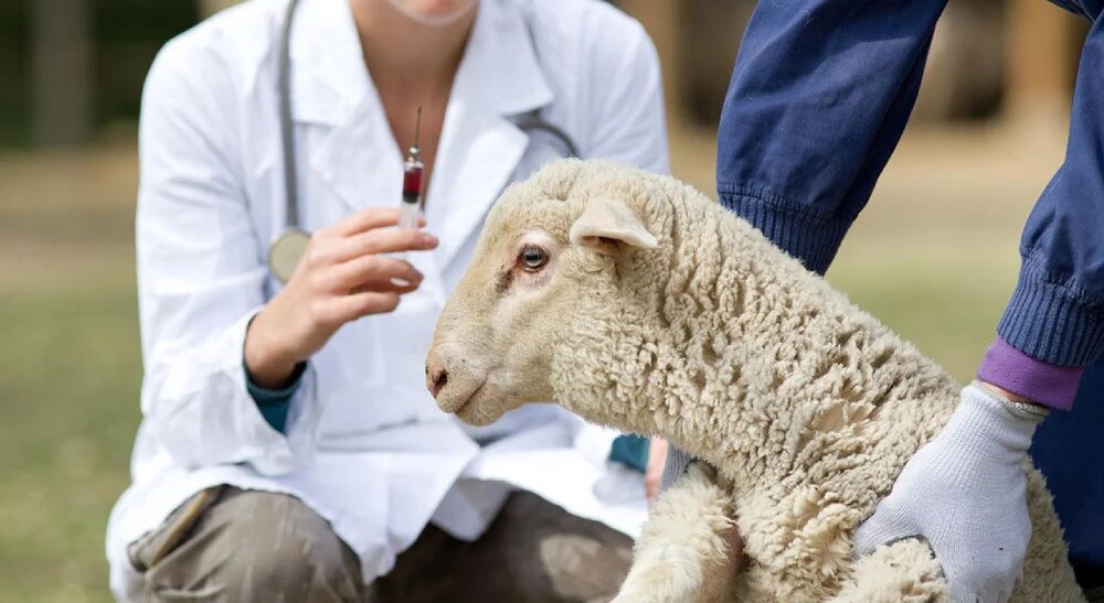 درمان عفونت گوسفندان با آمپول هفت درد