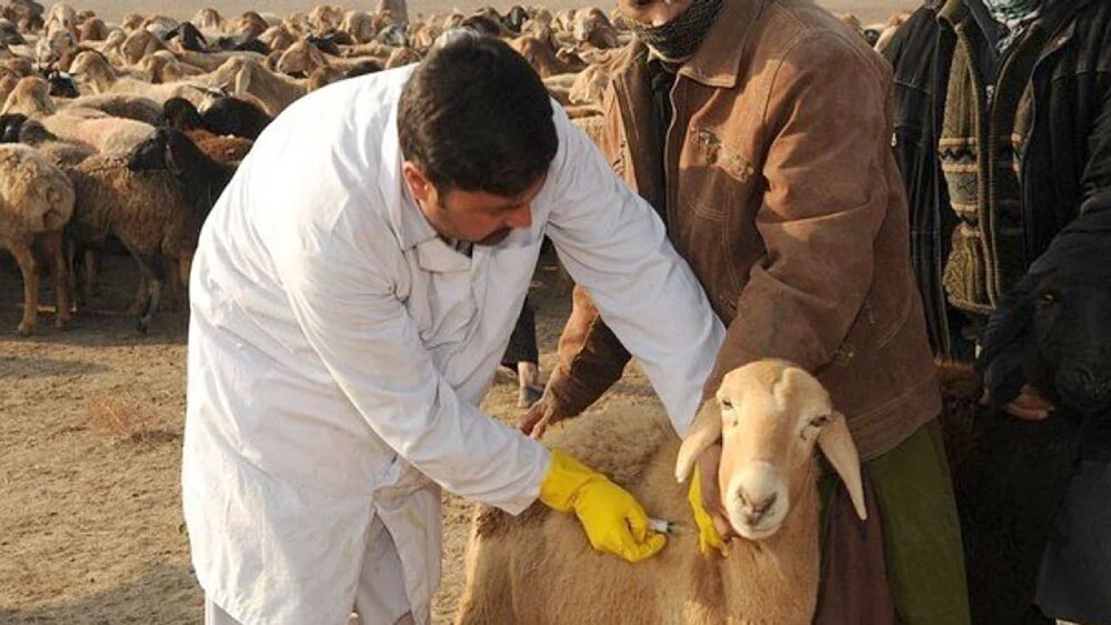 نحوه مصرف دارو هفت درد گوسفند