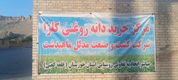 کشت و صنعت مدلل ماهیدشت ۲۱ هزارمیلیارد ریال از مطالبات کلزاکاران را پرداخت کرد