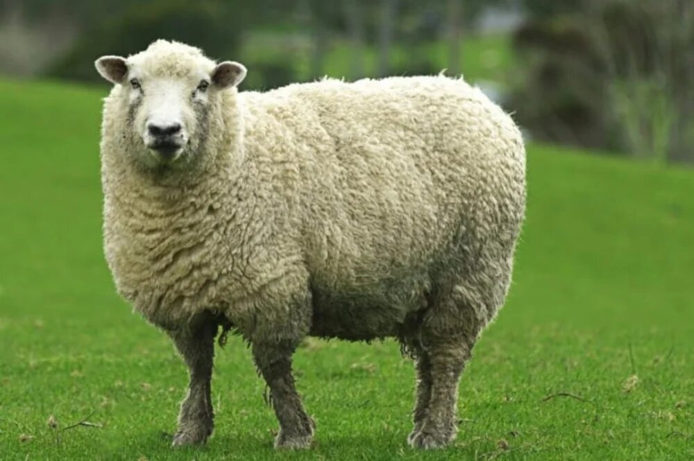 نقش کنسانتره در پرواری گوسفندان