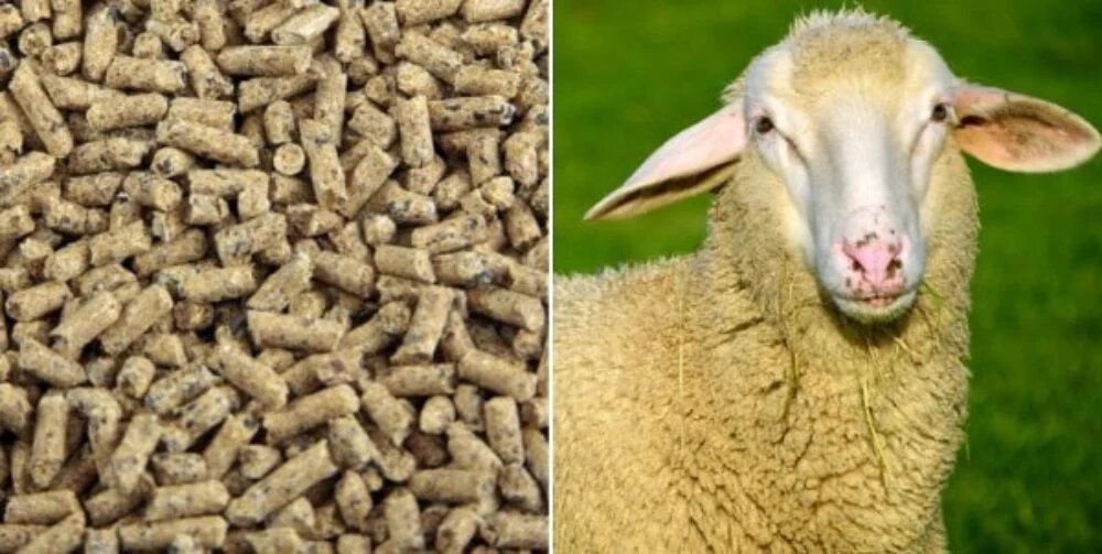 کنسانتره گوسفندی