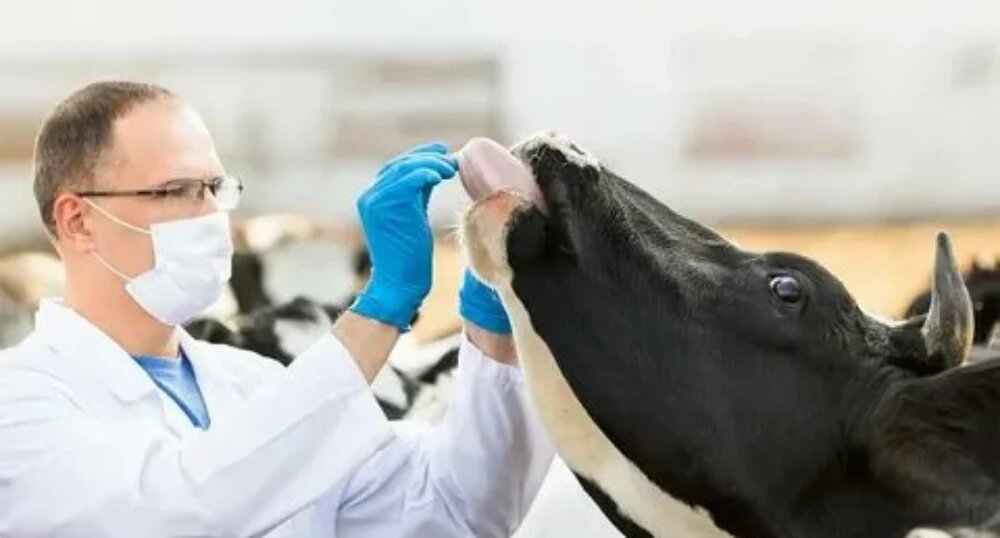 روش های پیشگیری از بیماری مشترک انسان و دام