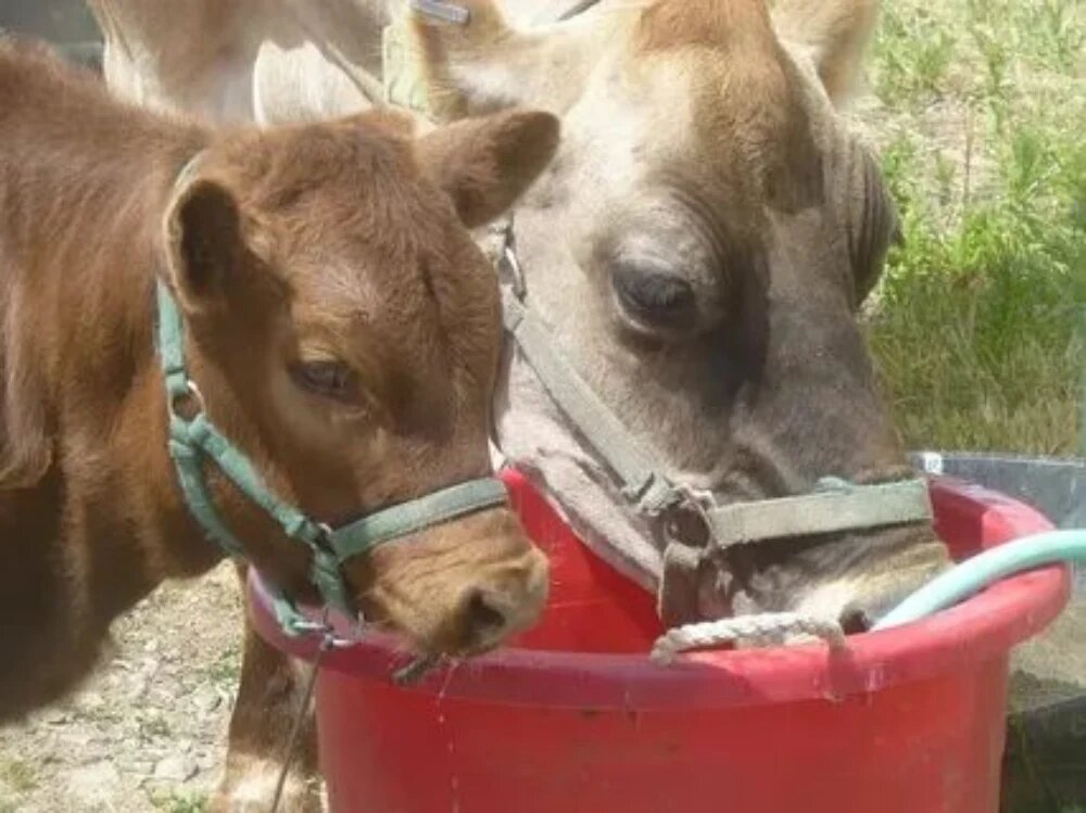 بیماری مشترک دام و انسان