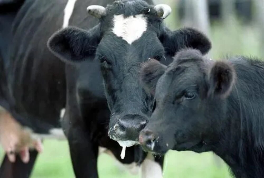 عوامل بروز بیماری انسان و دام