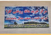 کل مطالبات کلزاکاران ایلام و خوزستان پرداخت شد
