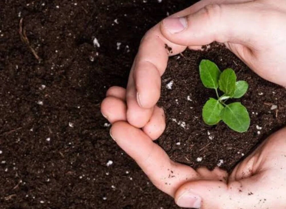 کابرد کود کمپوست