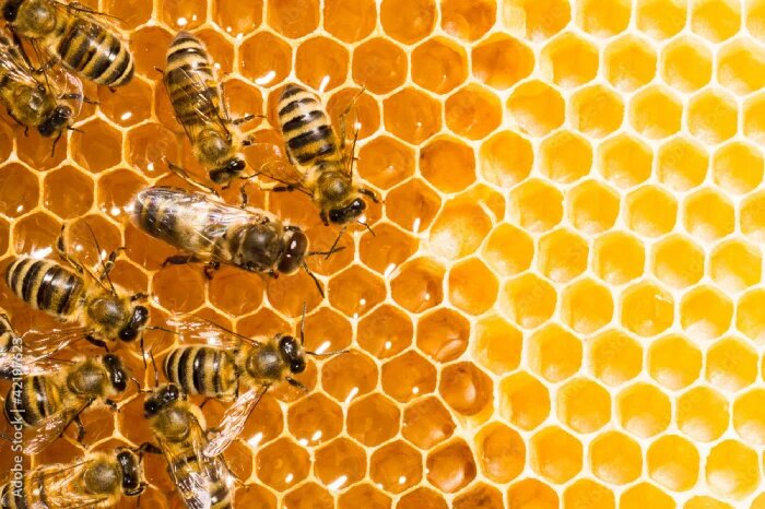 فرآورده های پرورش زنبور عسل