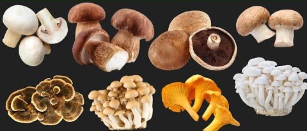 انواع قارچ پرورشی