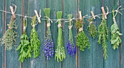پرورش گیاهان دارویی + لیست از گیاهان دارویی که میتوان در خانه پرورش داد