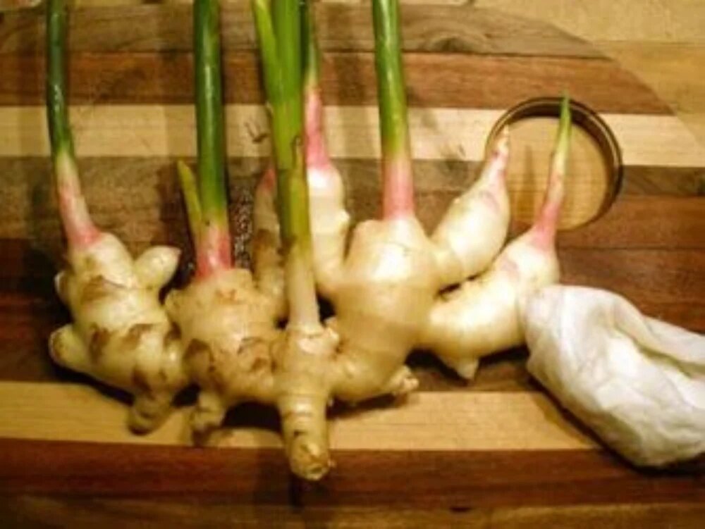 پرورش گیاه دارویی زنجبیل