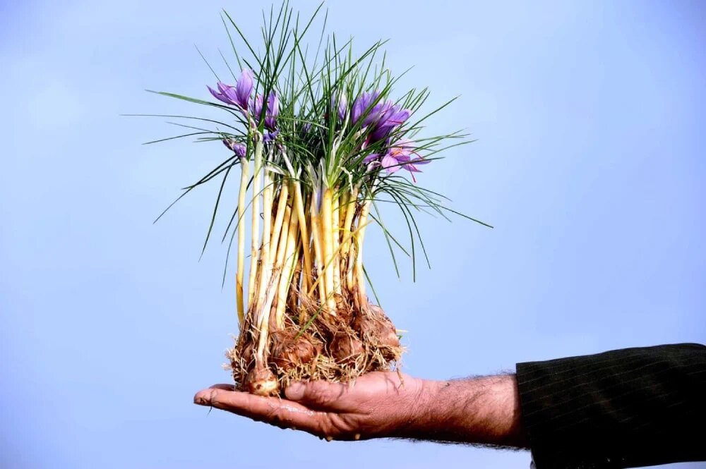 پرورش گیاه دارویی زعفران