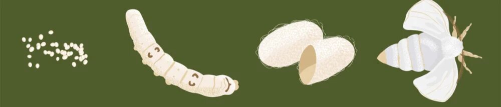 مراحل پرورش کرم ابریشم