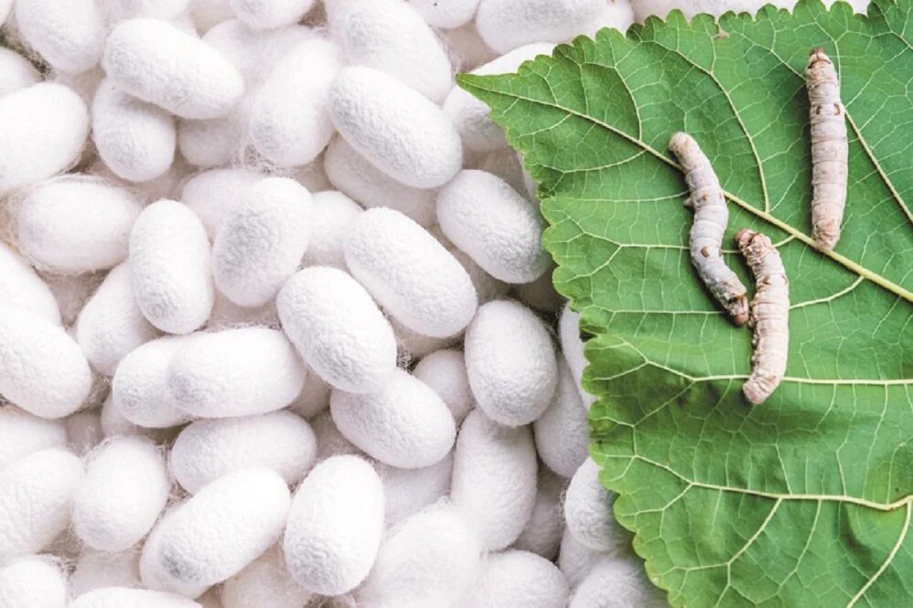 پرورش کرم ابریشم