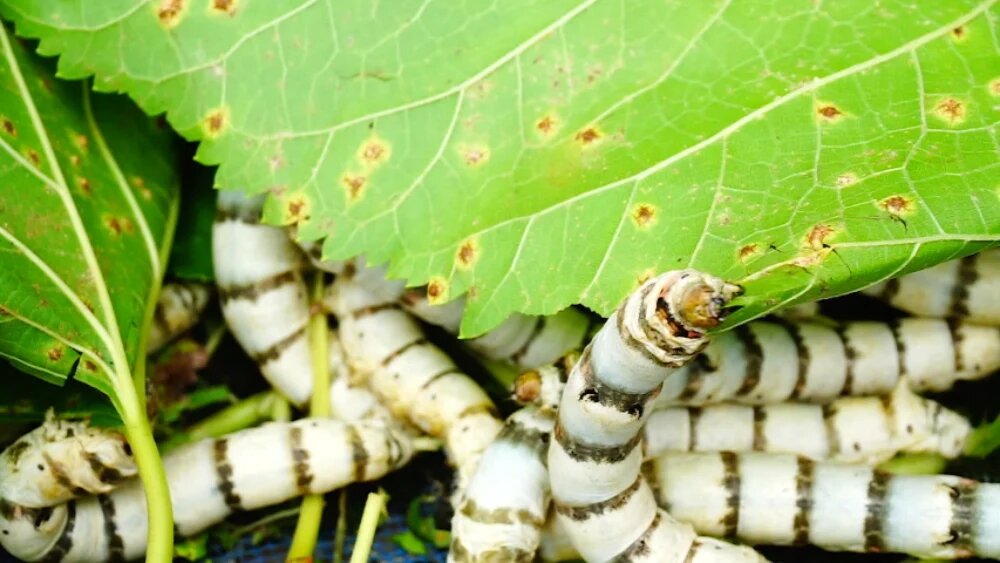 تغذیه کرم ابریشم