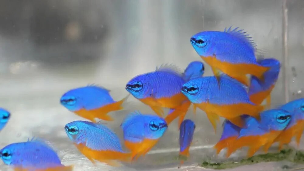 مساحت مورد نیاز برای پرورش