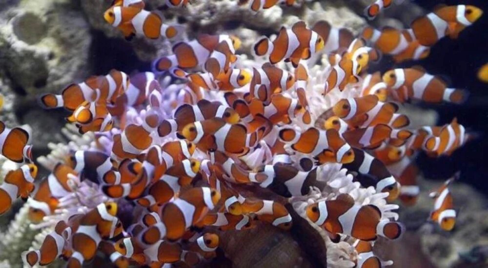 درآمد پرورش ماهی زینتی