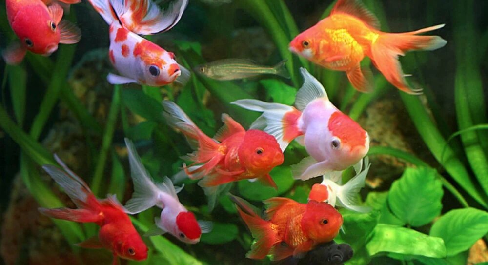 بهترین فصل پرورش ماهی زینتی