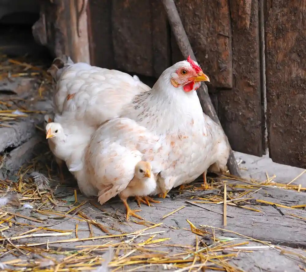 ملزومات لازم برای پرورش مرغ تخمگذار در خانه