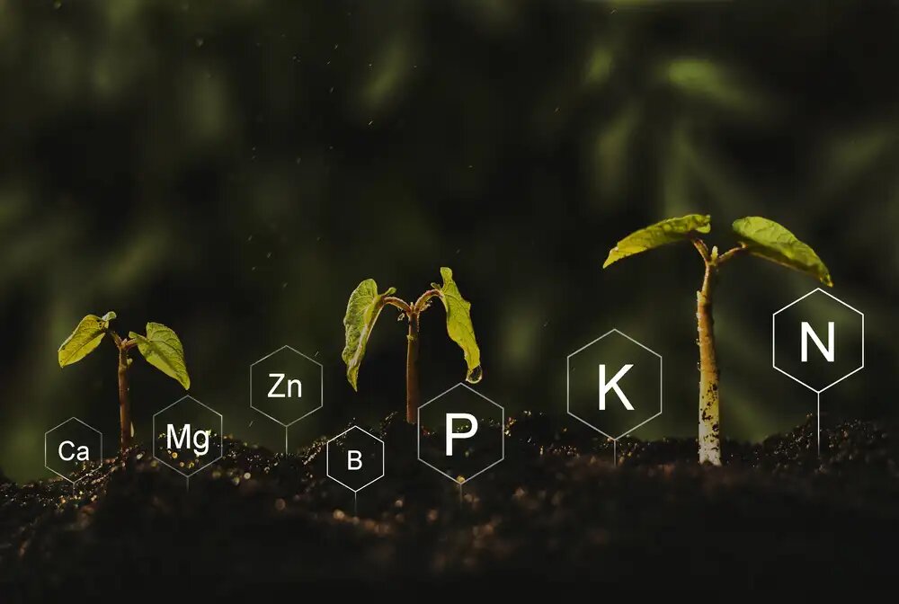 عناصر اصلی کود شیمیایی