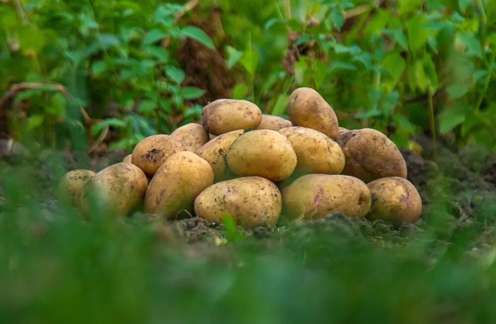 کاشت سیب زمینی + زمان و نحوه برداشت سیب زمینی