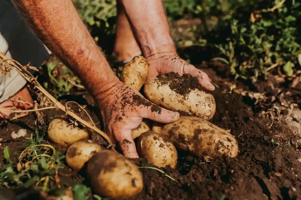 کاشت سیب زمینی + زمان و نحوه برداشت سیب زمینی