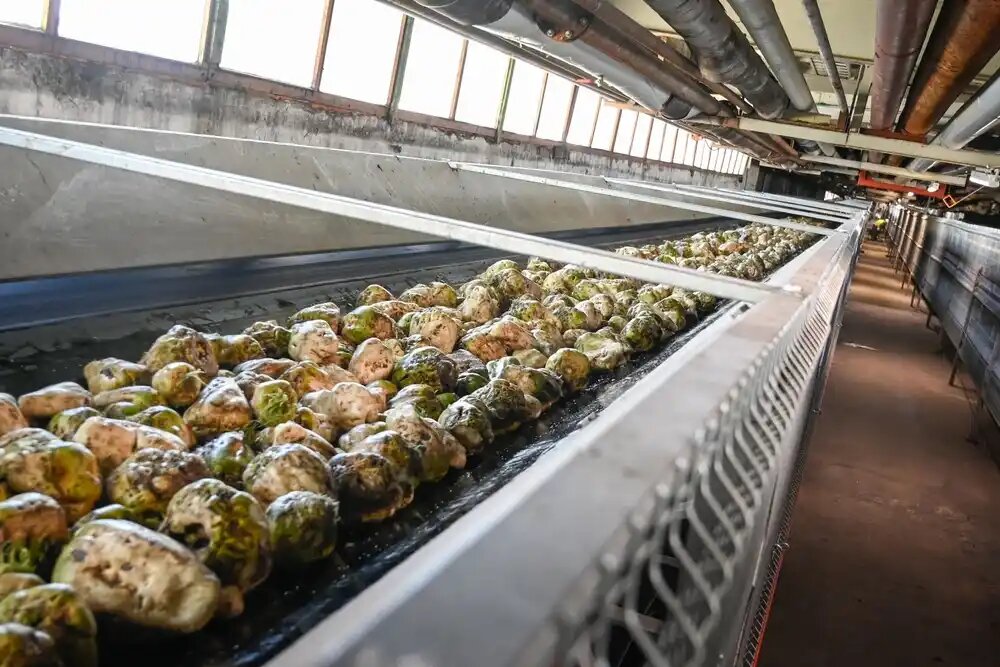 مزایای تولید خوراک دام از پسماند میوه و سبزیجات