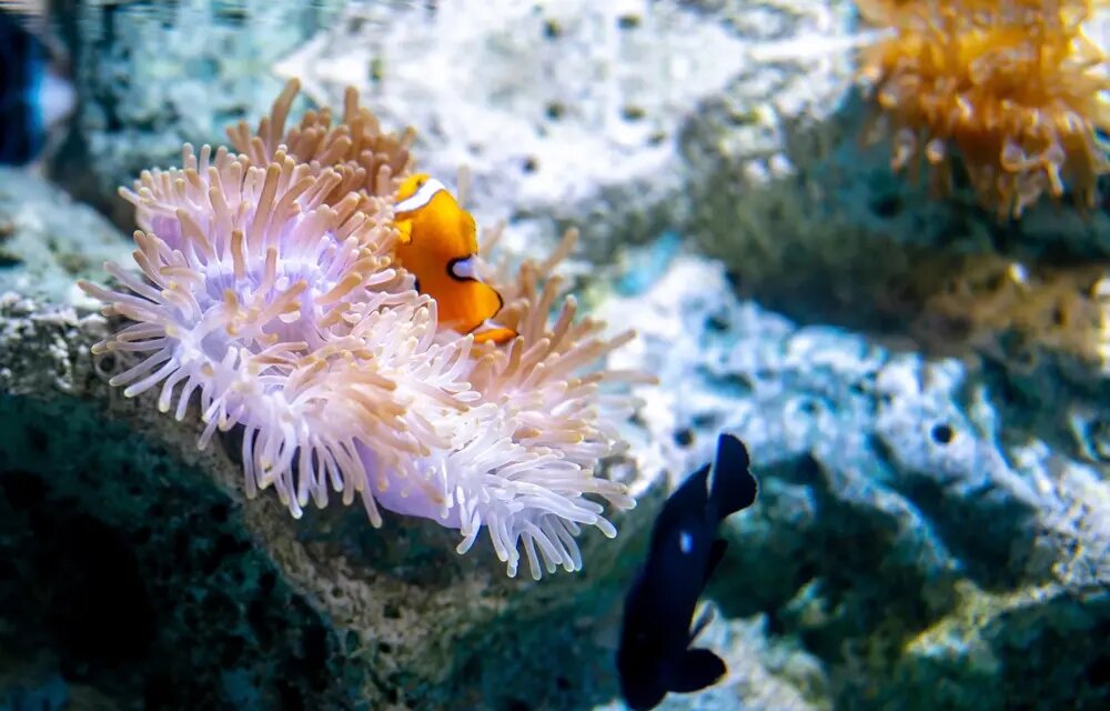 منابع تامین کننده کربوهیدرات