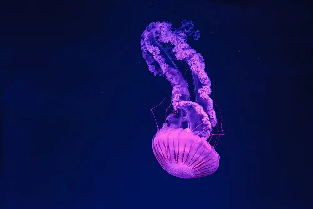 تغذیه آبزیان