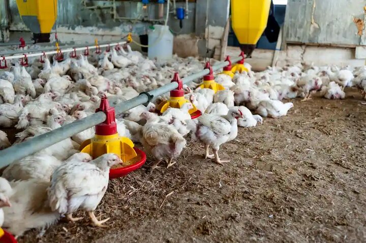 زیان ۲۰ همتی مرغداران؛ تولیدکنندگان گوشتی در آستانه بحران جدی