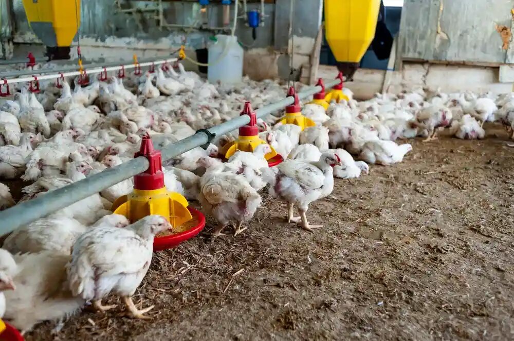 نحوه پرورش مرغ گوشتی 