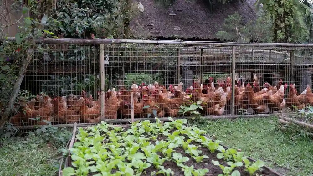 تنظیم دما و تهویه مناسب