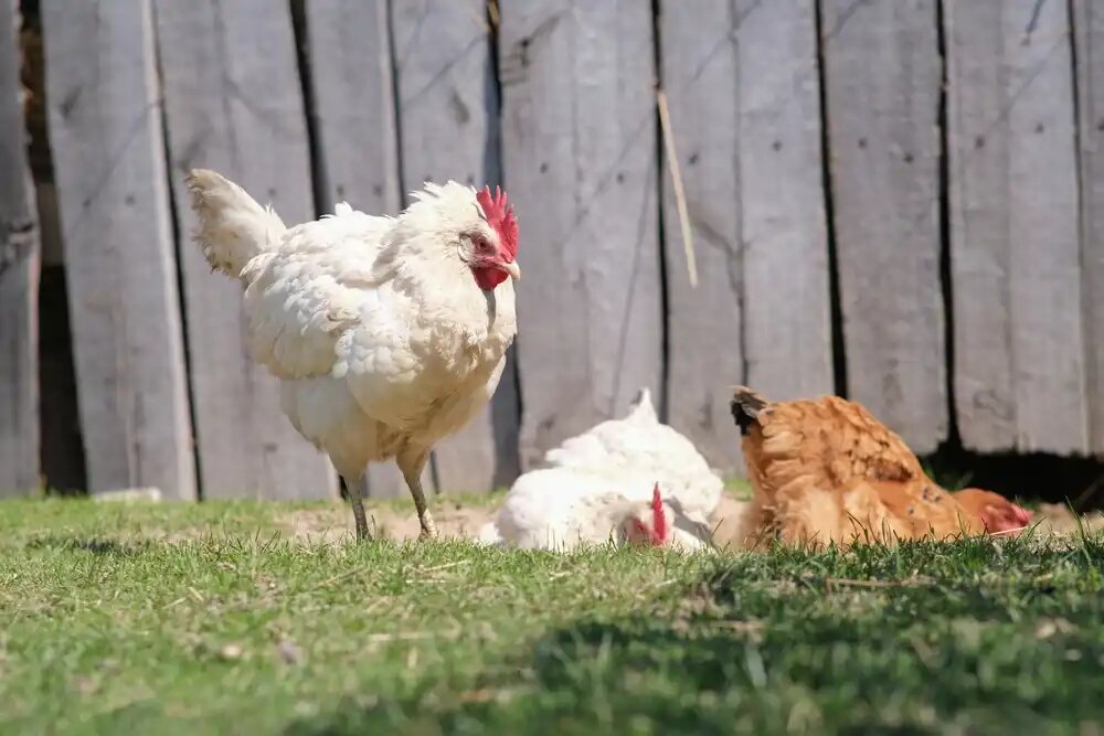 مزایای پرورش مرغ گوشتی در منزل