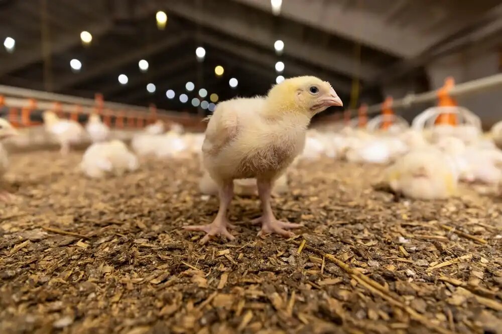 دوره پرورش مرغ گوشتی