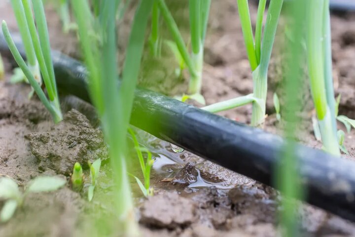 آبیاری قطره ای + راهنمای جامع برای کشاورزی پایدار و صرفه جویی در مصرف آب