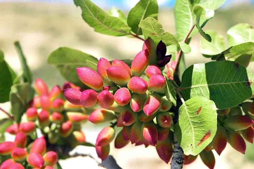 درخت پسته نر و ماده