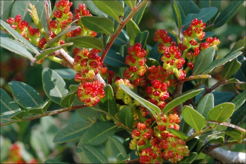 تشخیص درخت نر و ماده پسته