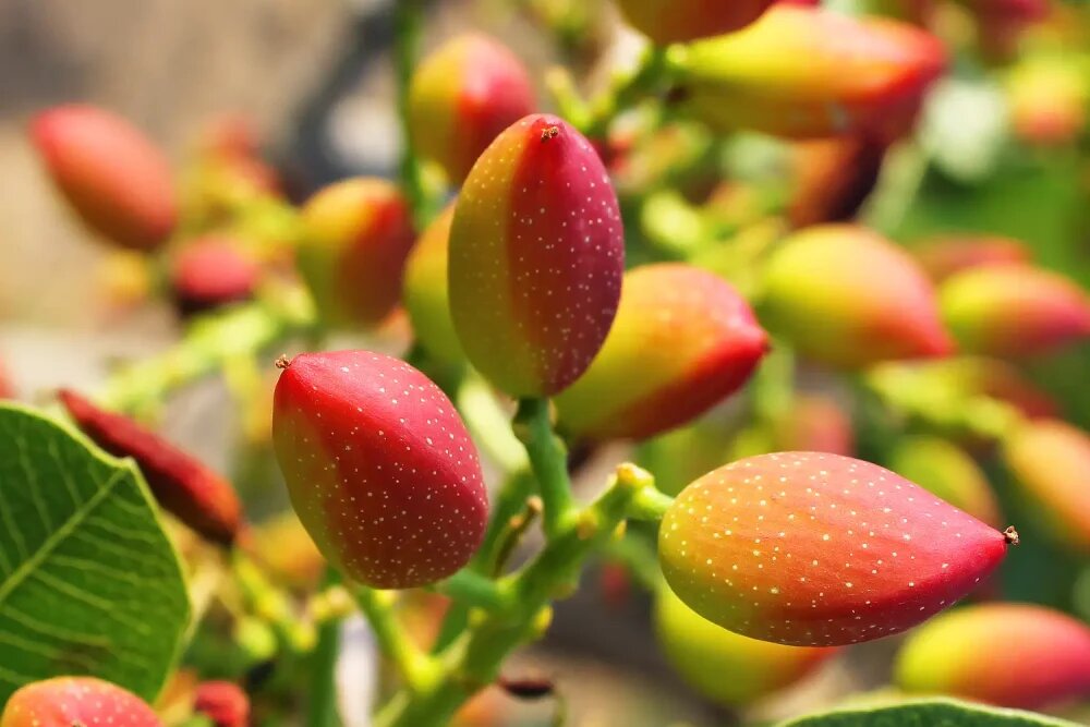 تغذیه درختان پسته 