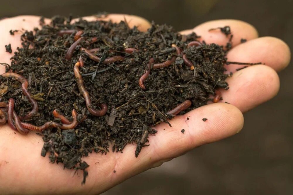 ورمی کمپوست 