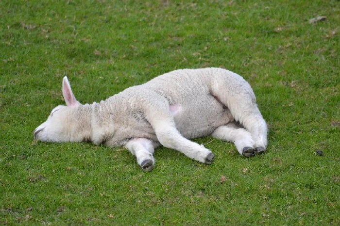راه درمان نفخ شکم گوسفندان